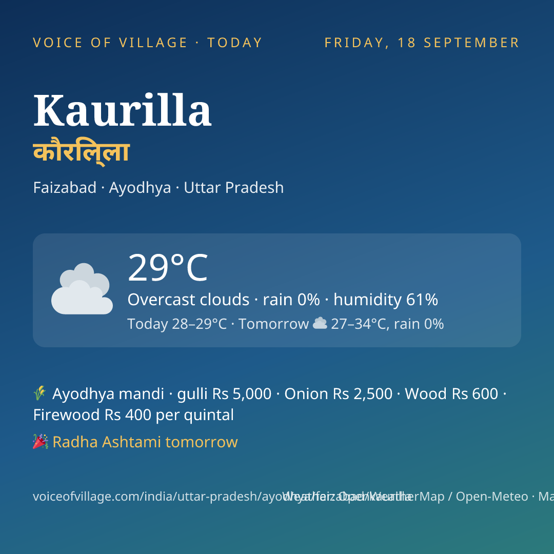 Kaurilla today