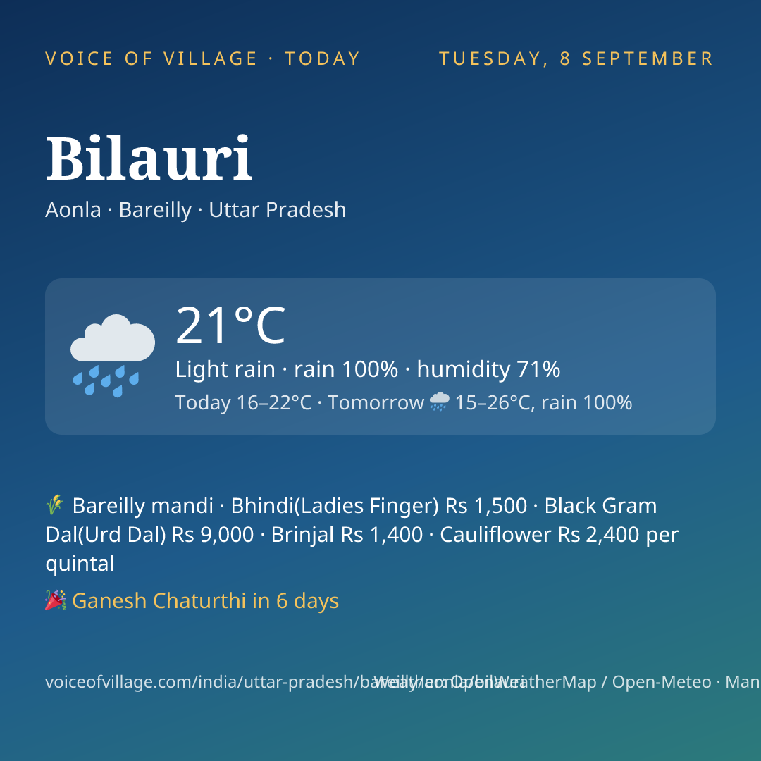 Bilauri today